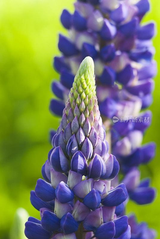 多年生羽扇豆(Lupinus Perennis) - II